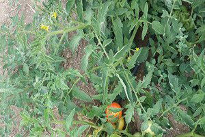 Hububat fiyatlarının düşük olması çiftçiyi alternatif ürünlerine yöneltti