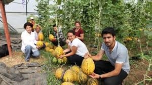 Susuz Yetişen Kavunda Sona Gelindi