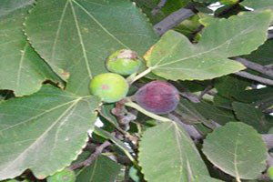 Başkan Akın, İncir Üreticisine Bereketli Bir Sezon Diledi