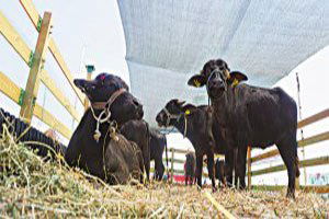 Islah Projeleriyle Yetiştiricilik Şahlandı