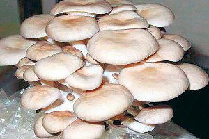 Alternatif Ürün `İstiridye Mantarı`