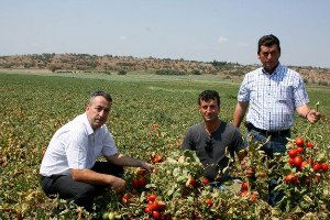 Karacabey`de Domates Hasadı Başladı