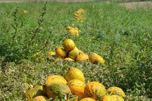 Karaçal Barajı Üreticinin Yüzünü Güldürecek