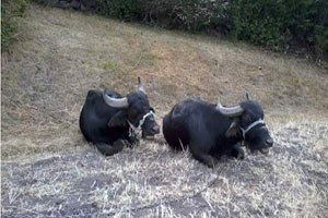 Karadeniz`de Manda Sayısı Arttı