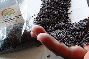 Karbonhidrat Oranı Düşük `Diyet Pirinç` Çıktı