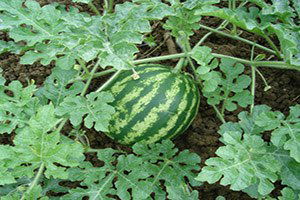 Edirne`de Karpuz Üreticisine Destek Büyüyor