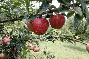 Kavak`ta Elma Hasadı