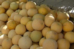 Kavun Fiyatları 40 Kuruşa Kadar Düştü