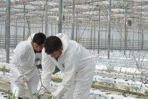 Kayseri Şeker`de Topraksız Tarım Seracılığı Kış Fide Dikimleri Yapıldı