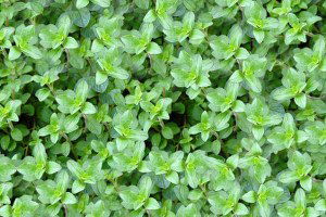 Muğla`da Kekik ve Ada Çayında Hasat