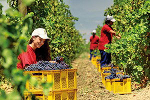 Kilis`te Üzüm Hasadı Başladı