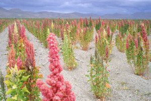 Bilecik`te `Kinoa` Hasadı