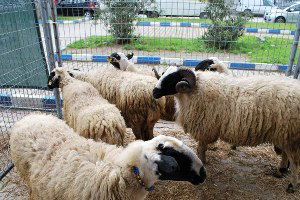 Koyun Keçi Desteklemeleri İçin Başvuru Uyarısı