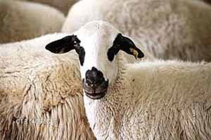 Herkes Sığıra Yükleniyor, Koyundan da Kurbanlık Oluyor`