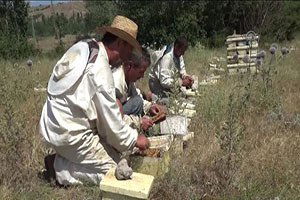 `Kraliçeler`in yüzde 30`u Kazan`dan çıkıyor