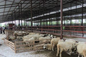 Kurban Bayramı Hareketliliği Başladı