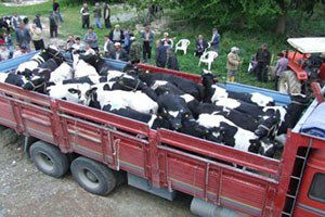 Kurban Sevkiyatında `Terör` Korkusu