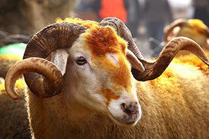 Diyanet İşleri Başkanlığından Kurban Tebliği