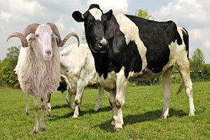 2015 Kurbanlık Fiyatları