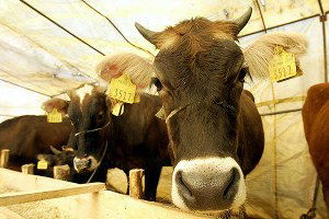 Kurbanlık hayvan sayısı azaldı