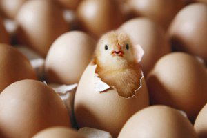 Kuş gribi`nin sektöre kaybı 200 milyon TL