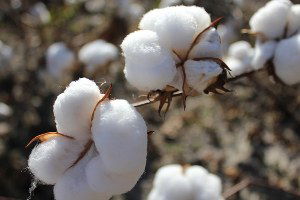 Çukurova`da Sezonun İlk Kütlü Pamuğu Açık Artırmayla Satıldı