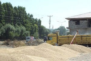 Malazgirt`te Buğday Alımları Başladı