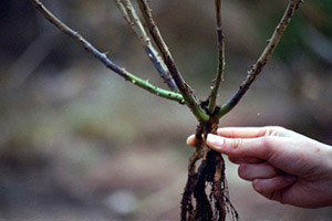 Çiftçilere Mantari Hastalıklar Uyarısı