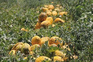 Markette Kilosu 2 TL`den Satılan Kavun Tarlada 20 Kuruş