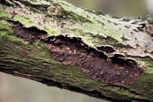 Tillo`da Meyve Ağaçlarında Hastalık Kontrolü Yapıldı