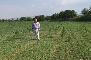 Mısır Ekip Semiz Otu Biçen Çiftçi Şaşkına Döndü