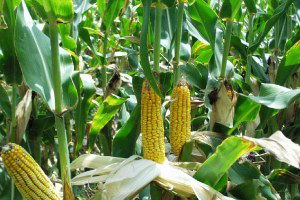 Mısır hasadı başladı; gözler TMO`da.