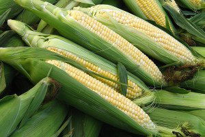 Mısır Üretiminde Rekor Bekleniyor