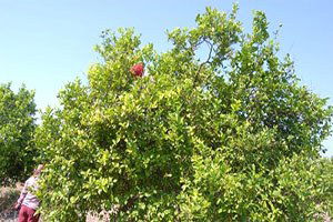 Muğla`da Limon İhalesi Yapıldı