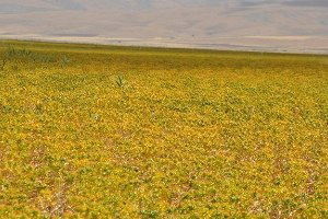 Muş Ovası`nda Aspir Üretimi