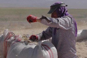 Muş`tan Saman Sevkıyatı