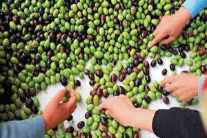 Mzo Zeytinyağı Fabrikalarında 700 Bin Ton Zeytin Sıkımı Yaptı