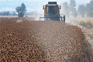 Nadasa Bırakılan Alanlar Aspirle Tarıma Kazandırılacak