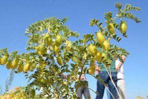 Beyşehir`de Nohut Hasadı Başladı