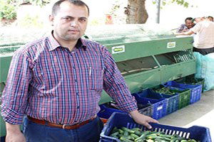 Ödemiş`te Salatalık Üreticisi İkinci Hasat İçin Gün Sayıyor