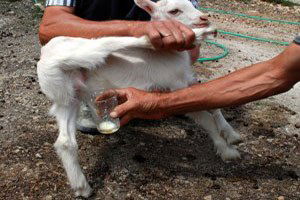 Çanakkale`de 13 Günlük Oğlaklar Süt Veriyor
