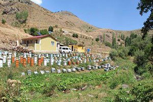 Oltu`da Bal Sezonu Başlıyor