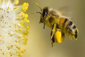 Ordu Artan Terör Olayları, Gezginci Arıcıları Tedirgin Ediyor