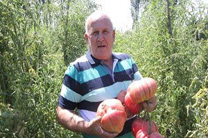 1,8 Kiloluk Organik Osmanlı Domatesi Yetiştirdi