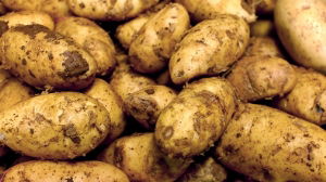 Van`da Patates Üretimi İçin Çağrı