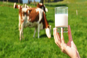 Rumlar Türkiye`den taze süt ithal ihtimalinden korkuyor
