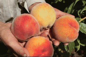 Rusya sahte `Türkiye` sertifikalı 73 ton şeftali ve nektarini imha etti