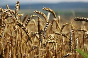 `Rusya`da bu sene tahıl hasadı 103 milyon ton olacak`