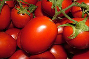 Salçalık Domateste Hasat Hızlandı, Fiyat 50 Kuruşa İndi