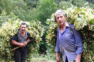 Salıpazarı İlçesinde Ihlamur Hasadı Başladı
